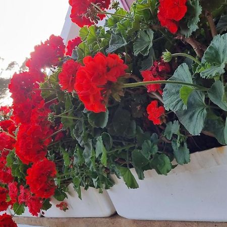 Finca Sa Cova De Mallorca Thị trấn Thị trấn Sencelles Ngoại thất bức ảnh