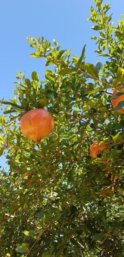 Finca Sa Cova De Mallorca Thị trấn Thị trấn Sencelles Ngoại thất bức ảnh