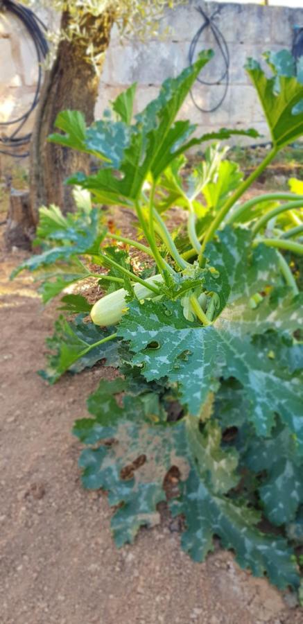 Finca Sa Cova De Mallorca Thị trấn Thị trấn Sencelles Ngoại thất bức ảnh