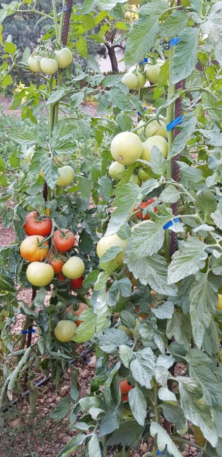Finca Sa Cova De Mallorca Thị trấn Thị trấn Sencelles Ngoại thất bức ảnh