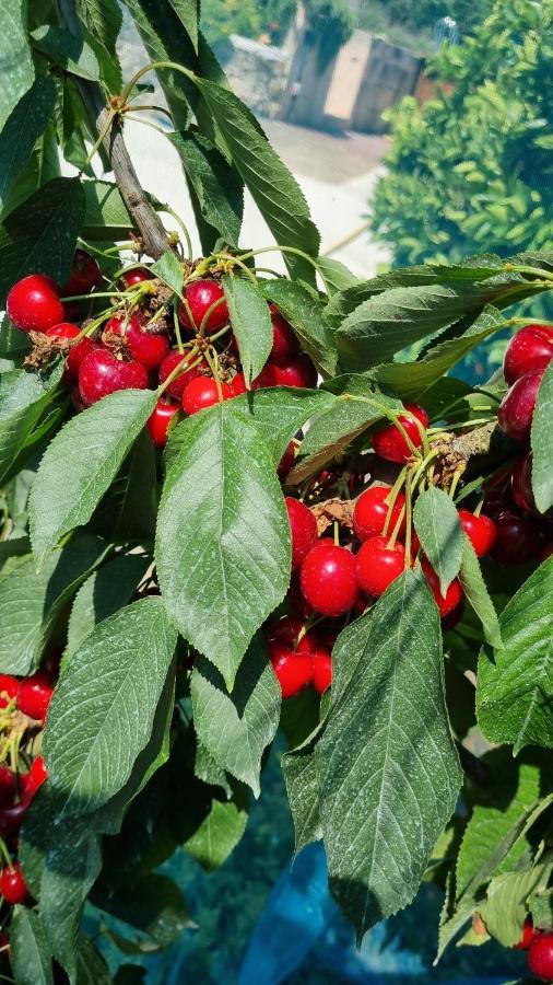 Finca Sa Cova De Mallorca Thị trấn Thị trấn Sencelles Ngoại thất bức ảnh
