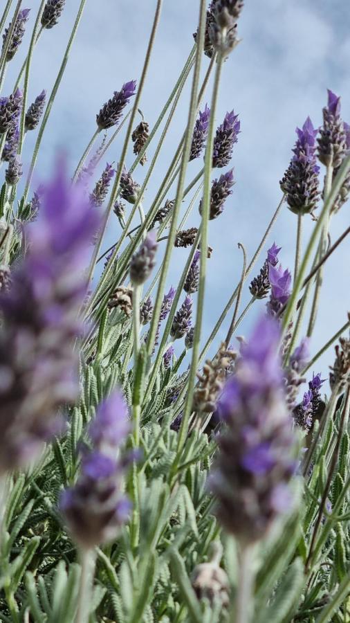 Finca Sa Cova De Mallorca Thị trấn Thị trấn Sencelles Ngoại thất bức ảnh