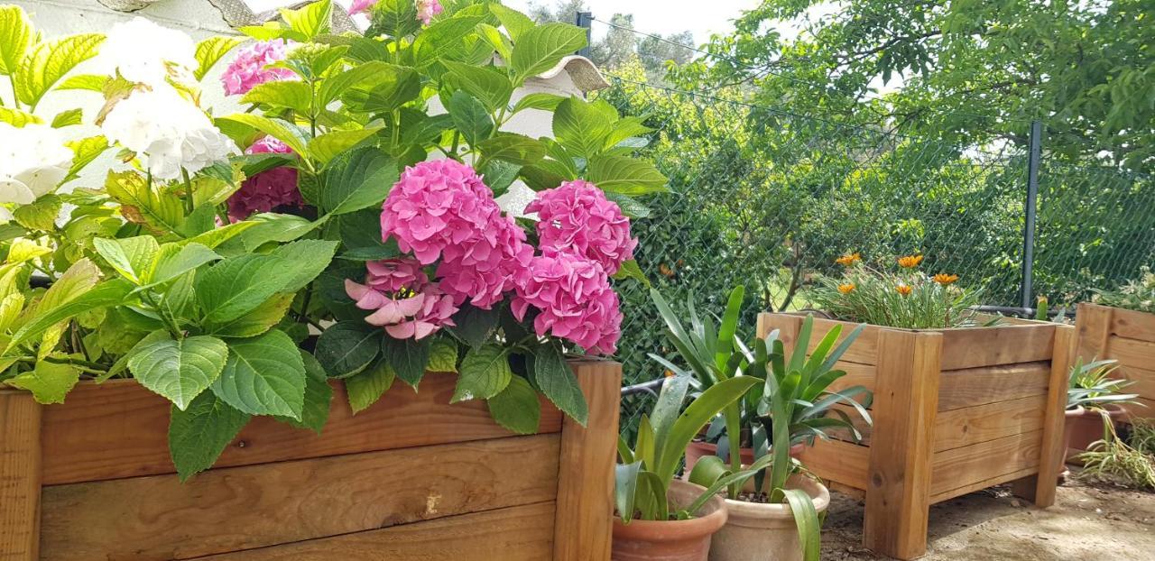 Finca Sa Cova De Mallorca Thị trấn Thị trấn Sencelles Ngoại thất bức ảnh