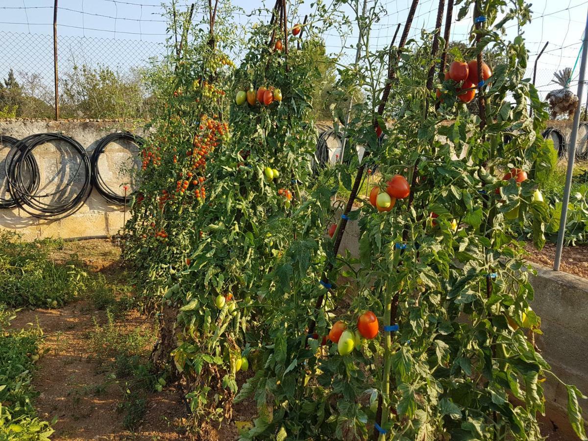 Finca Sa Cova De Mallorca Thị trấn Thị trấn Sencelles Ngoại thất bức ảnh