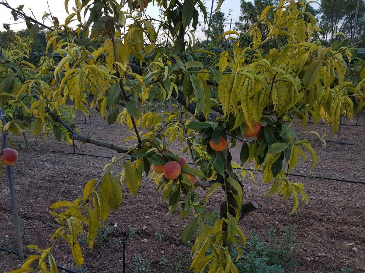 Finca Sa Cova De Mallorca Thị trấn Thị trấn Sencelles Ngoại thất bức ảnh