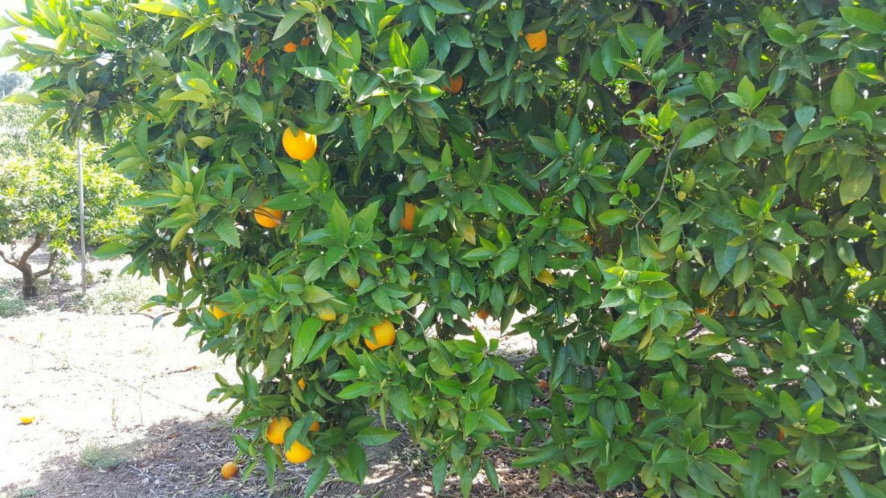 Finca Sa Cova De Mallorca Thị trấn Thị trấn Sencelles Ngoại thất bức ảnh