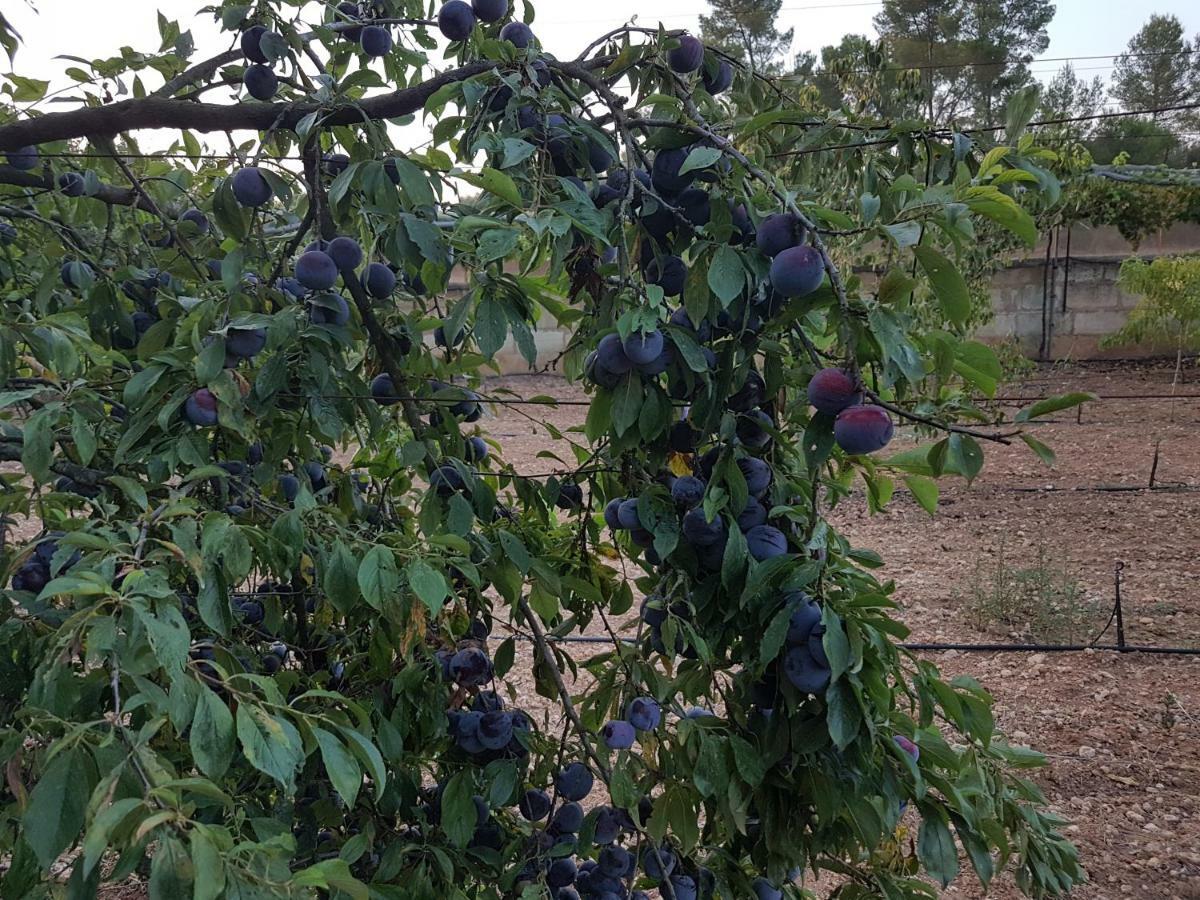 Finca Sa Cova De Mallorca Thị trấn Thị trấn Sencelles Ngoại thất bức ảnh