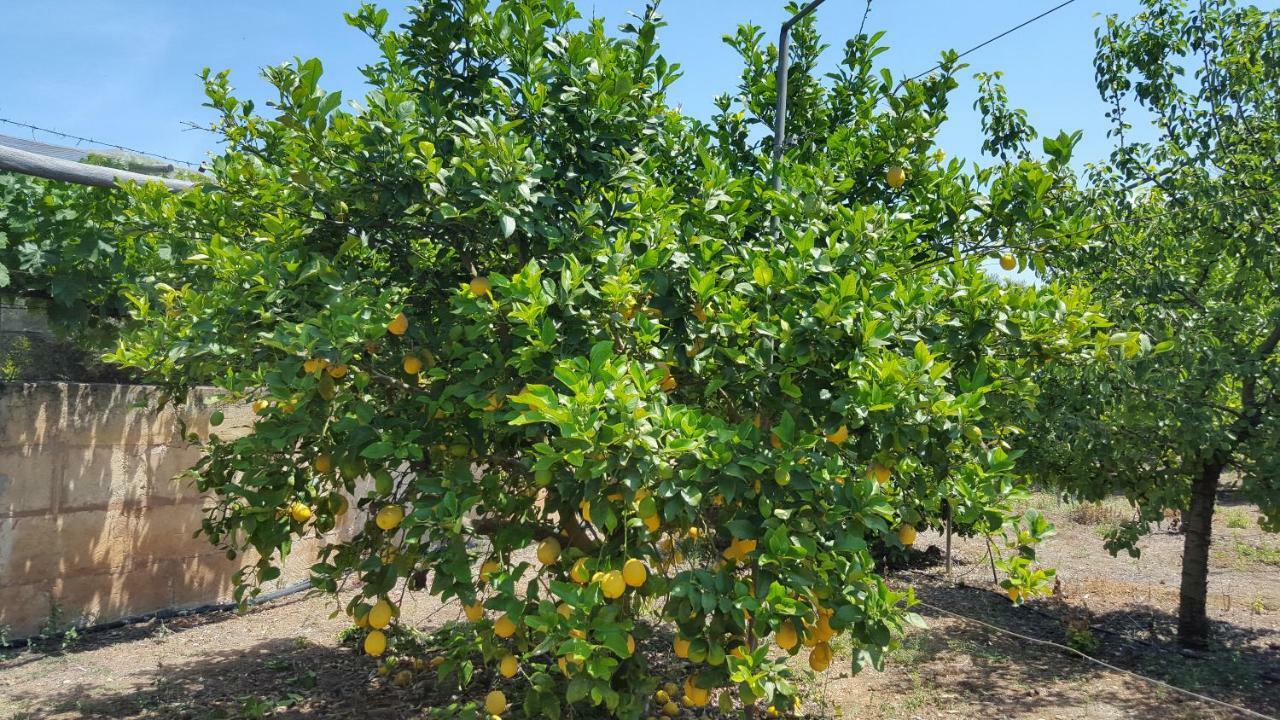 Finca Sa Cova De Mallorca Thị trấn Thị trấn Sencelles Ngoại thất bức ảnh