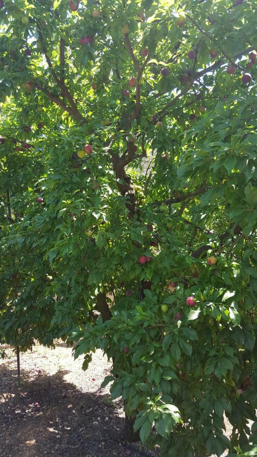 Finca Sa Cova De Mallorca Thị trấn Thị trấn Sencelles Ngoại thất bức ảnh