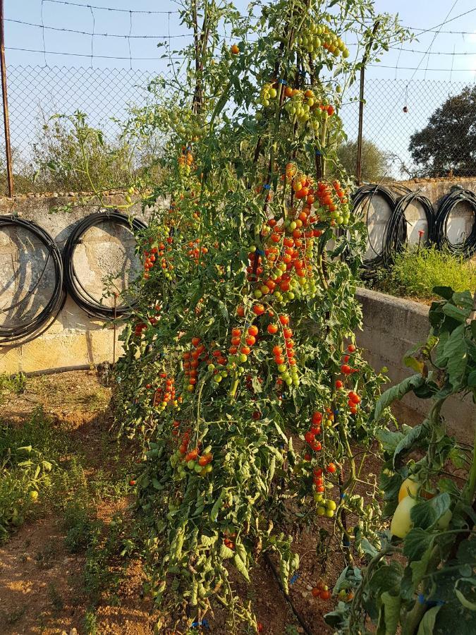 Finca Sa Cova De Mallorca Thị trấn Thị trấn Sencelles Ngoại thất bức ảnh