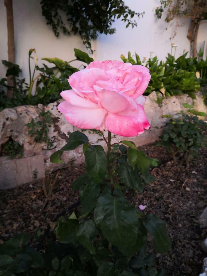 Finca Sa Cova De Mallorca Thị trấn Thị trấn Sencelles Ngoại thất bức ảnh